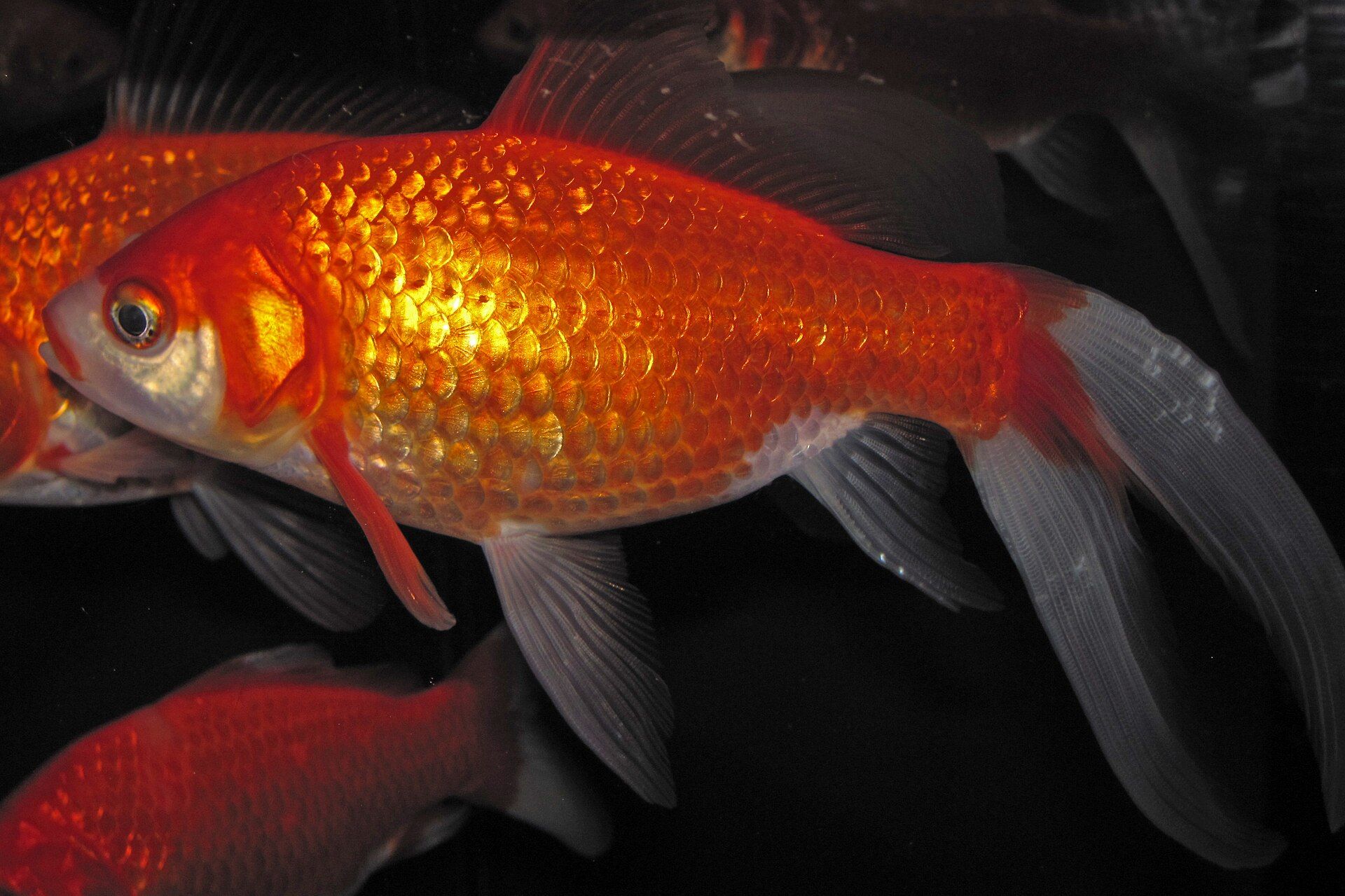 A bright orange goldfish with flowing fins
